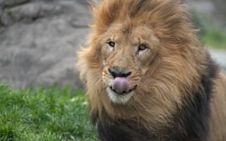 Картинка лев, животное, высунутый язык