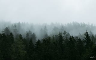 Обои лес, деревья, туман