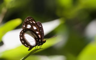 Картинка бабочка, насекомое, трава