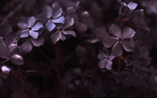 Картинка гортензия, цветы, лепестки
