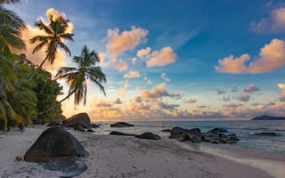 Картинка пляж, пальмы, море