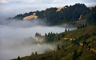 Картинка холмы, деревья, туман