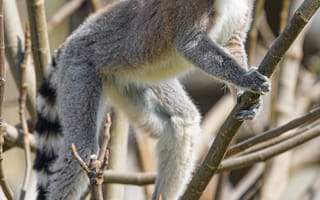 Картинка лемур, животное, взгляд