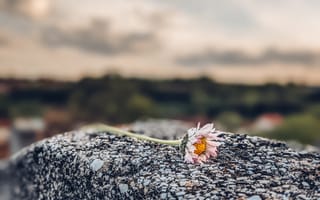 Картинка маргаритка, цветок, камень