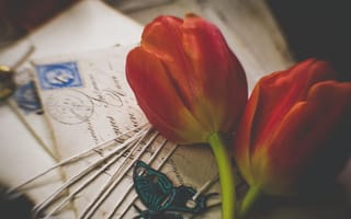 Картинка тюльпаны, цветы, письма