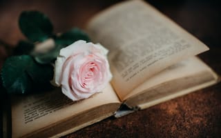 Обои роза, цветок, книга