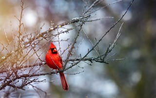 Картинка красный кардинал, птица, ветки