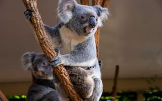 Обои коала, животное, взгляд