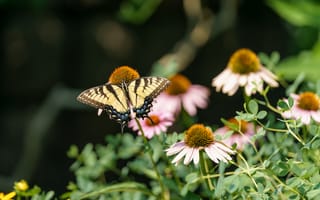 Обои бабочка, насекомое, крылья