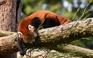 Обои красная панда, животное, дерево