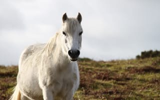 Обои лошадь, животное, белый