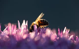 Картинка пчела, насекомое, цветы