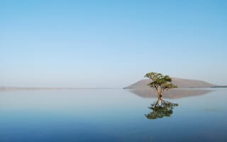 Картинка дерево, море, отражение