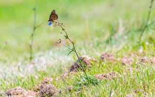 Картинка бабочка, насекомое, трава