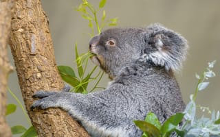 Картинка коала, животное, дерево