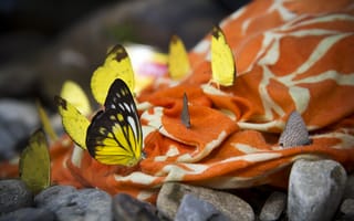 Картинка бабочки, насекомые, ткань