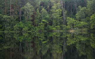 Картинка деревья, лес, озеро