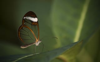 Картинка бабочка, насекомое, крылья