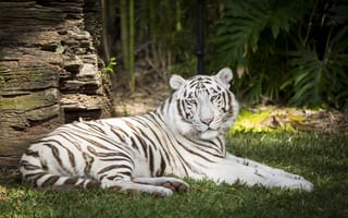 Картинка белый тигр, тигр, животное