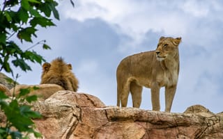 Картинка львица, лев, животное