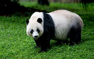 Картинка панда, животное, взгляд