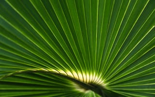 Обои пальмовый лист, лист, полосы