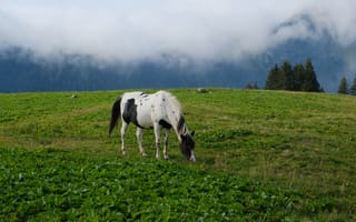 Картинка лошадь, животное, трава