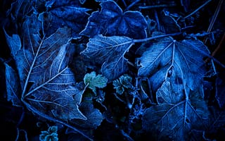 Картинка листья, иней, синий