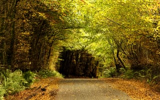Картинка дорога, тоннель, деревья