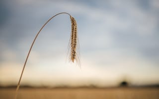 Картинка пшеница, колос, стебель