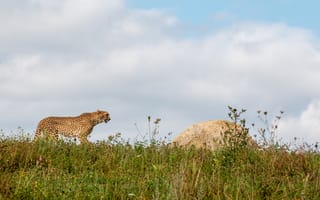 Картинка гепард, хищник, животное