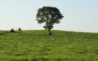 Картинка холм, поле, дерево