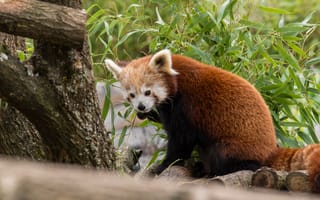 Картинка красная панда, животное, листья