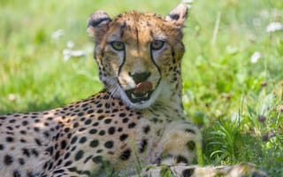 Картинка гепард, животное, хищник