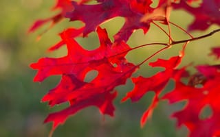 Обои листья, ветка, красный