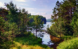 Картинка деревья, лес, озеро