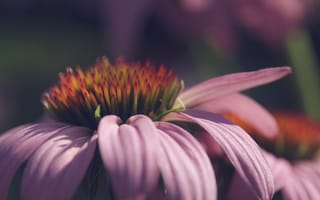 Картинка эхинацея, цветок, лепестки