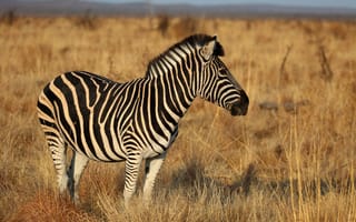 Картинка зебра, животное, поле