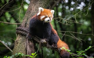 Картинка красная панда, животное, дерево