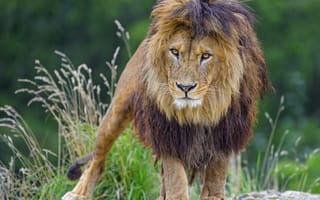 Картинка лев, взгляд, хищник
