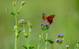 Картинка насекомое, бабочка, крылья