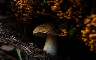 Картинка гриб, грибы, земля