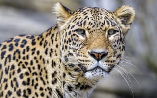 Картинка леопард, взгляд, животное