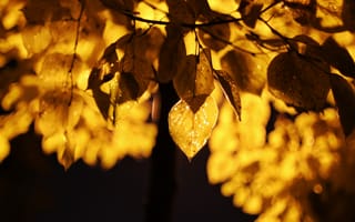 Картинка листья, свет, желтый