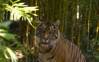Картинка тигр, хищник, взгляд