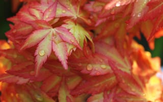 Картинка японский клен, листья, капли