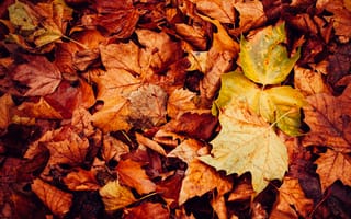 Картинка листья, сухой, осень