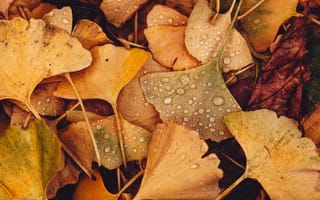 Обои листья, капли, осень