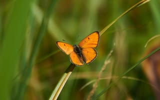 Картинка бабочка, крылья, трава