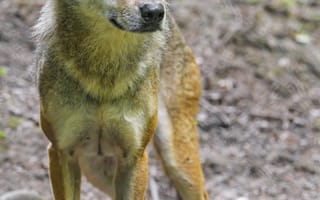 Картинка волк, хищник, животное